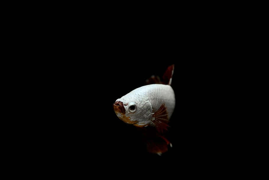 Elegant Betta Fishin Darkness Background