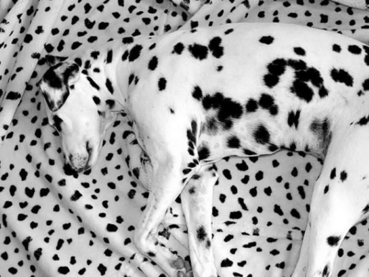 Elegant Black And White Dots Pattern Background