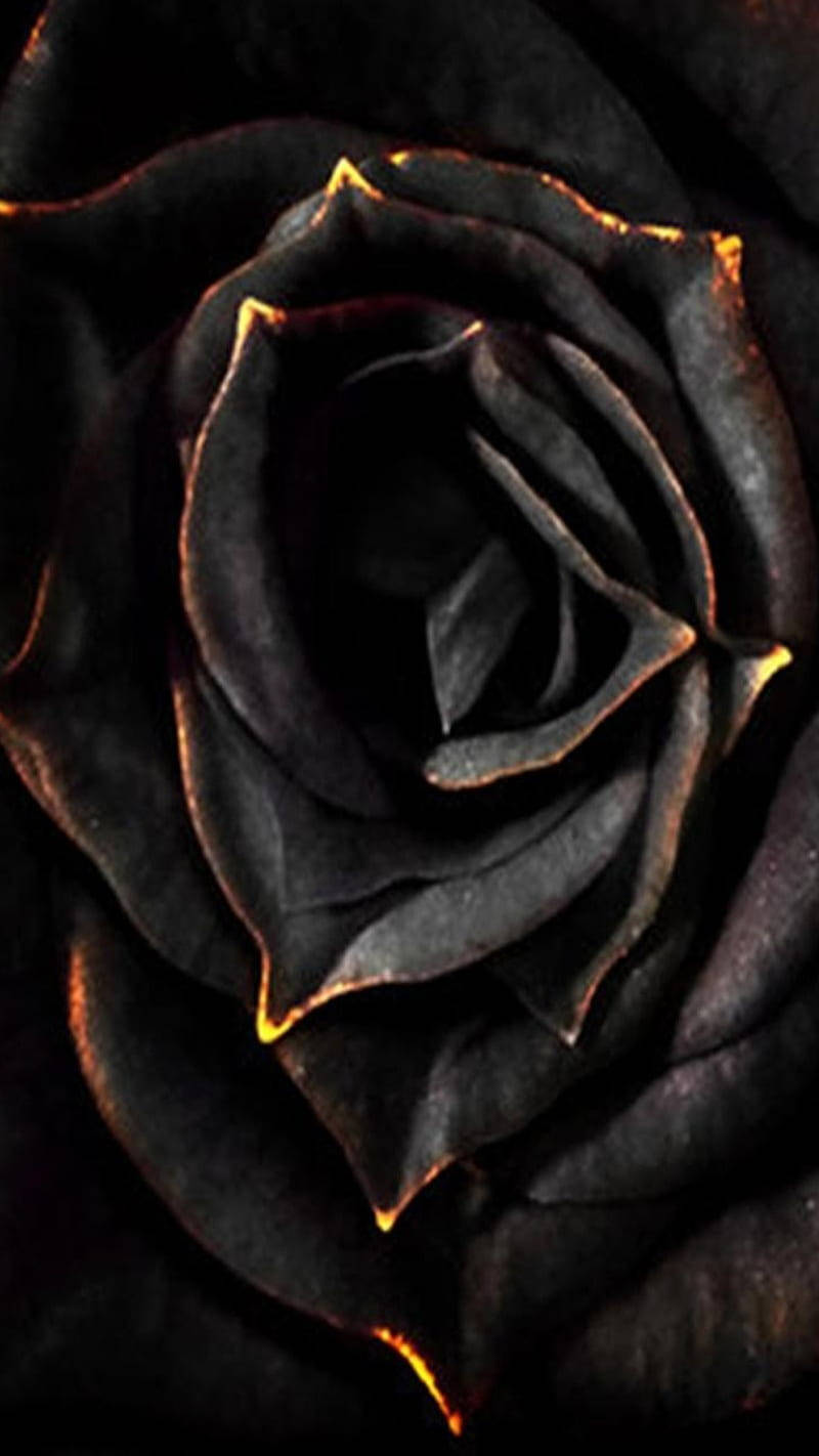 Elegant Black Rose Iphone Background