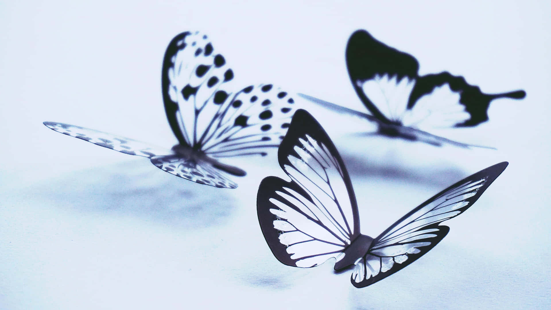 Elegant Black White Butterflies Background