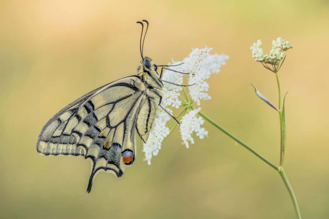 Elegant Black White Butterflyon Flower.jpg Background