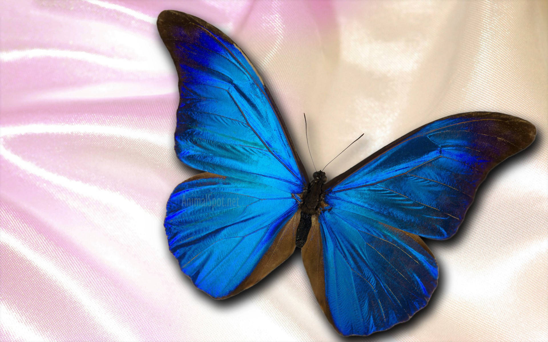 Elegant Blue Butterfly
