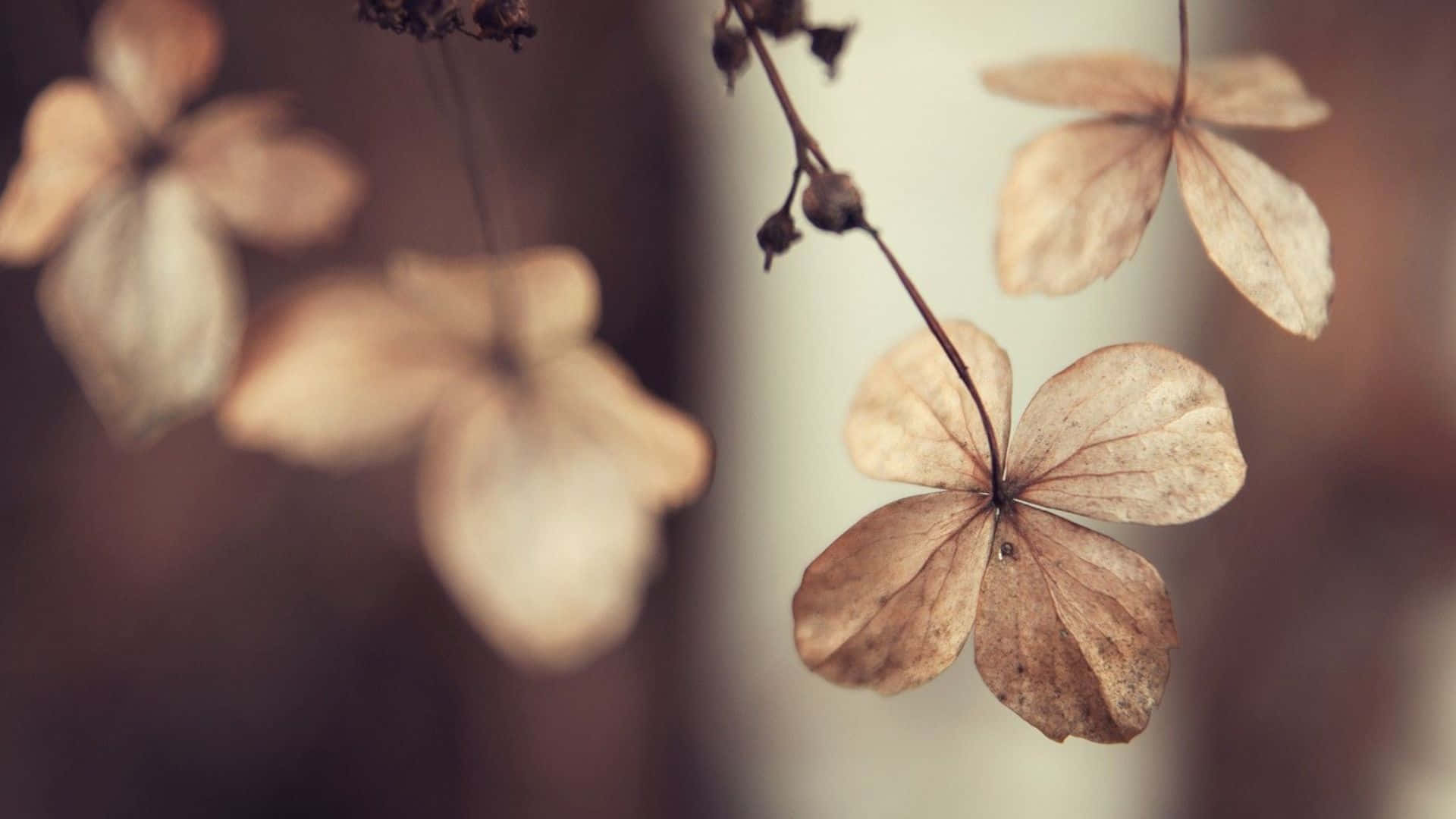 Elegant Bouquet Of Dried Flowers On Wooden Surface