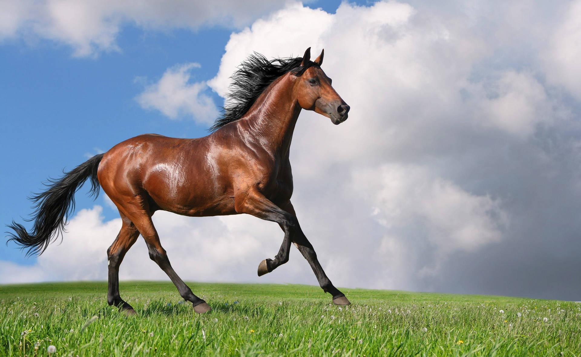Elegant Brown Running Horse Background