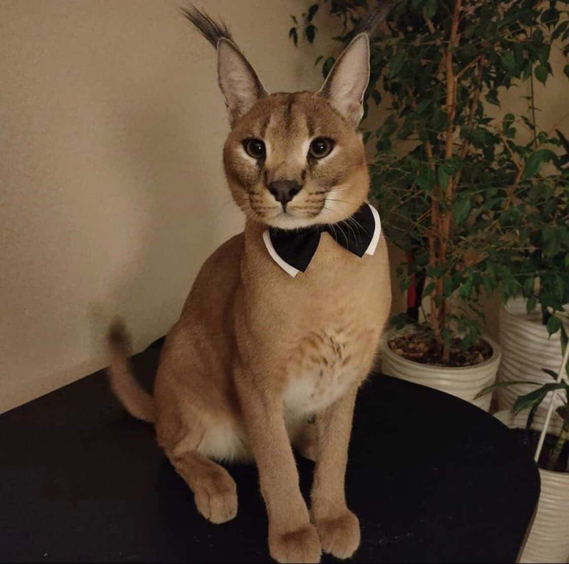 Elegant Caracalin Bowtie Background
