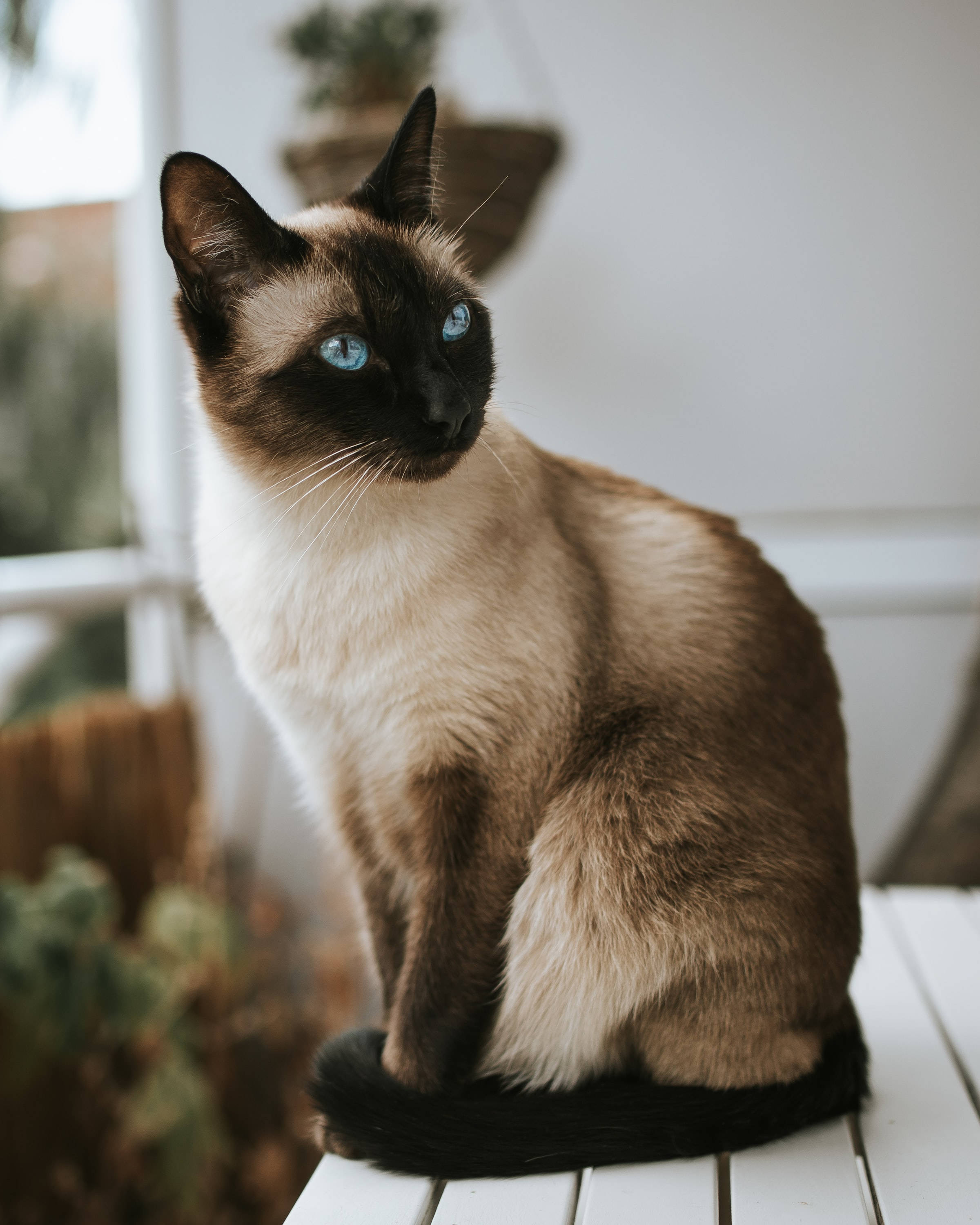 Elegant Chocolate Point Siamese Cat Pfp Background