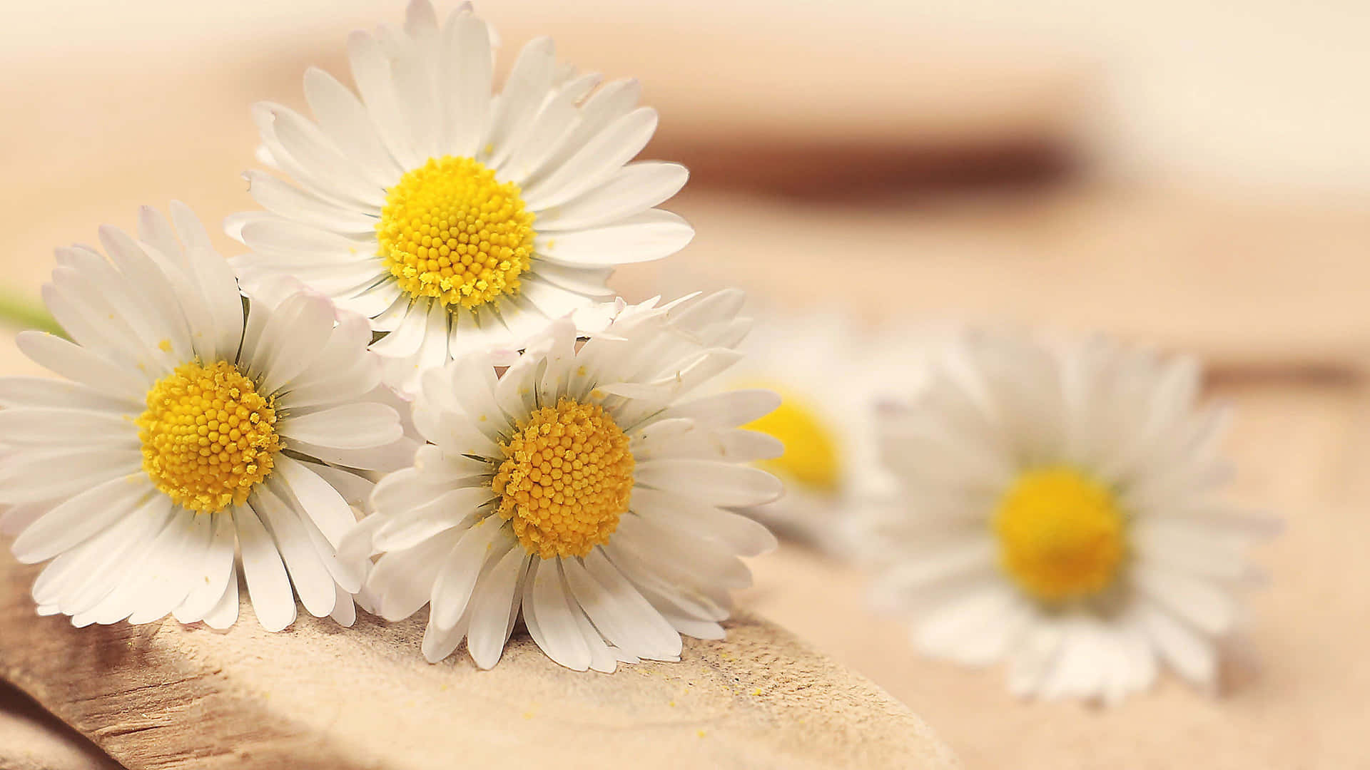 Elegant Daisy Laptop On A Wooden Desk Background