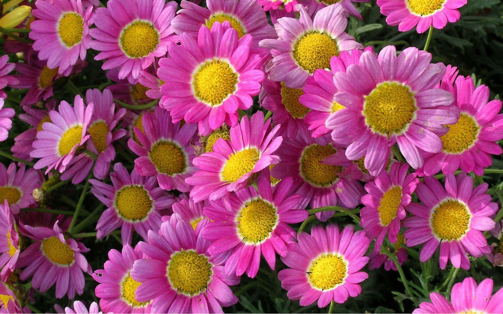 Elegant Daisy Laptop Perspective View Background
