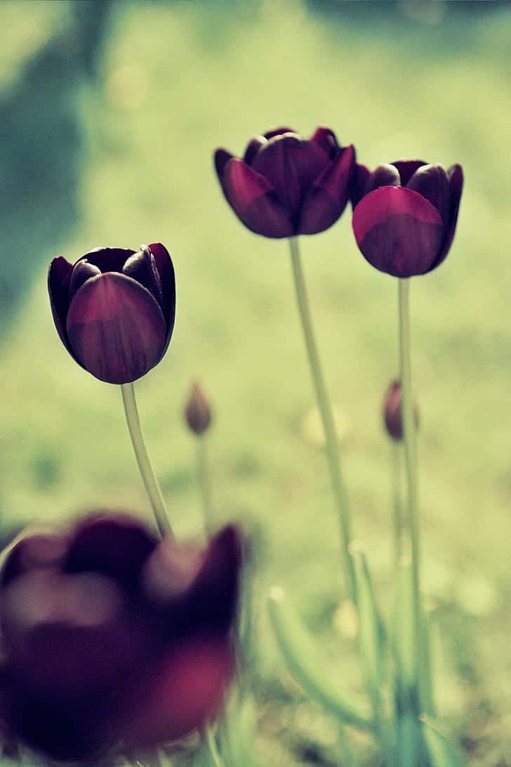 Elegant Dark Tulips Garden Background