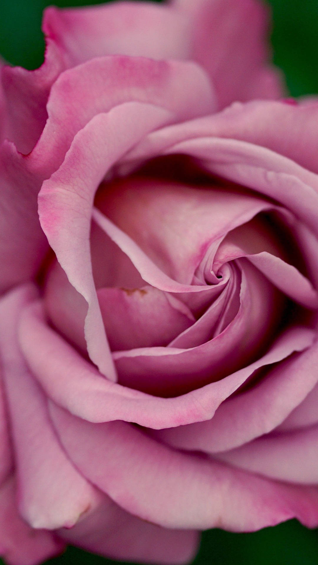 Elegant Dusty Pink Rose Wallpaper For Iphone