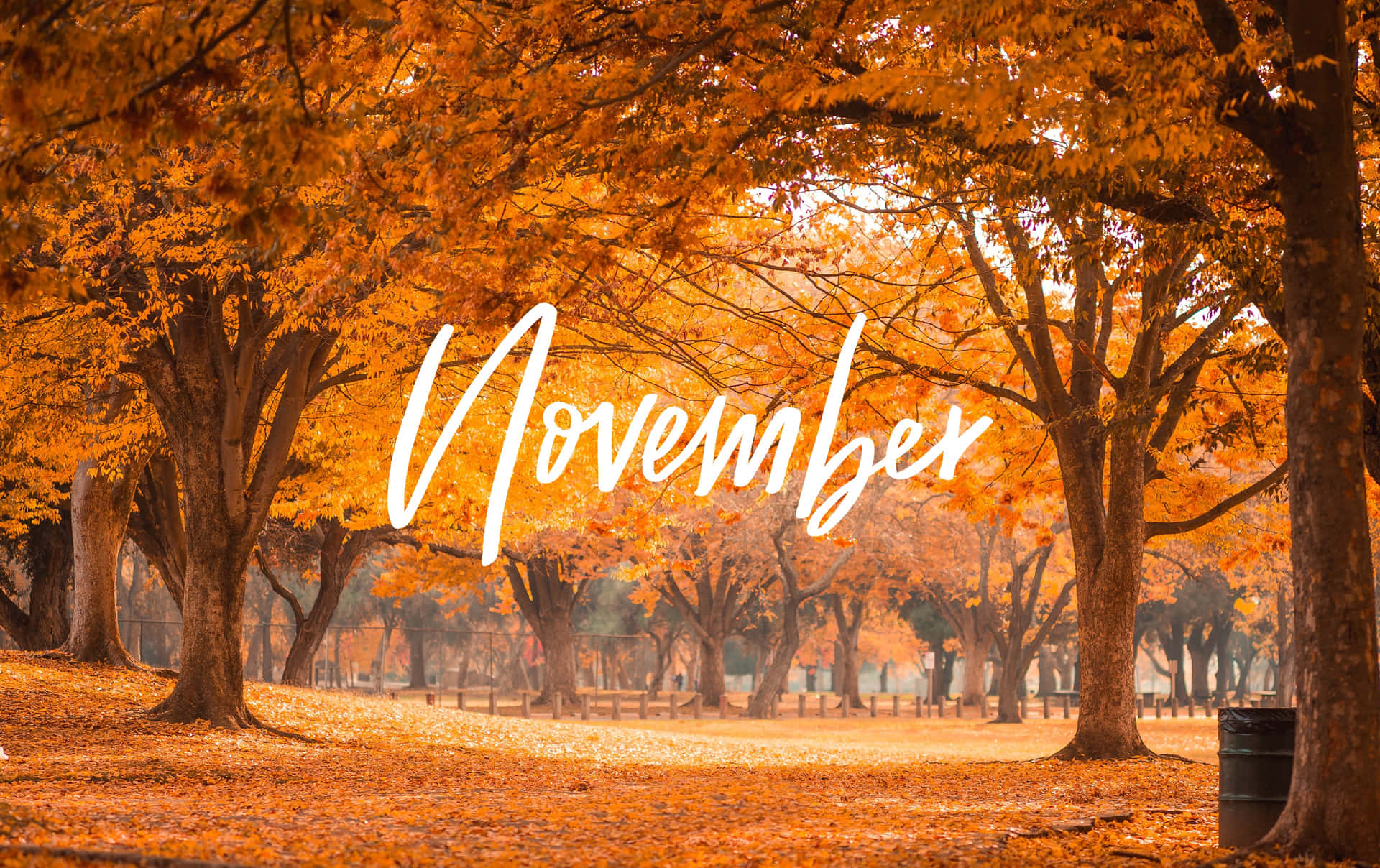 Elegant Fall Forest Scene Background