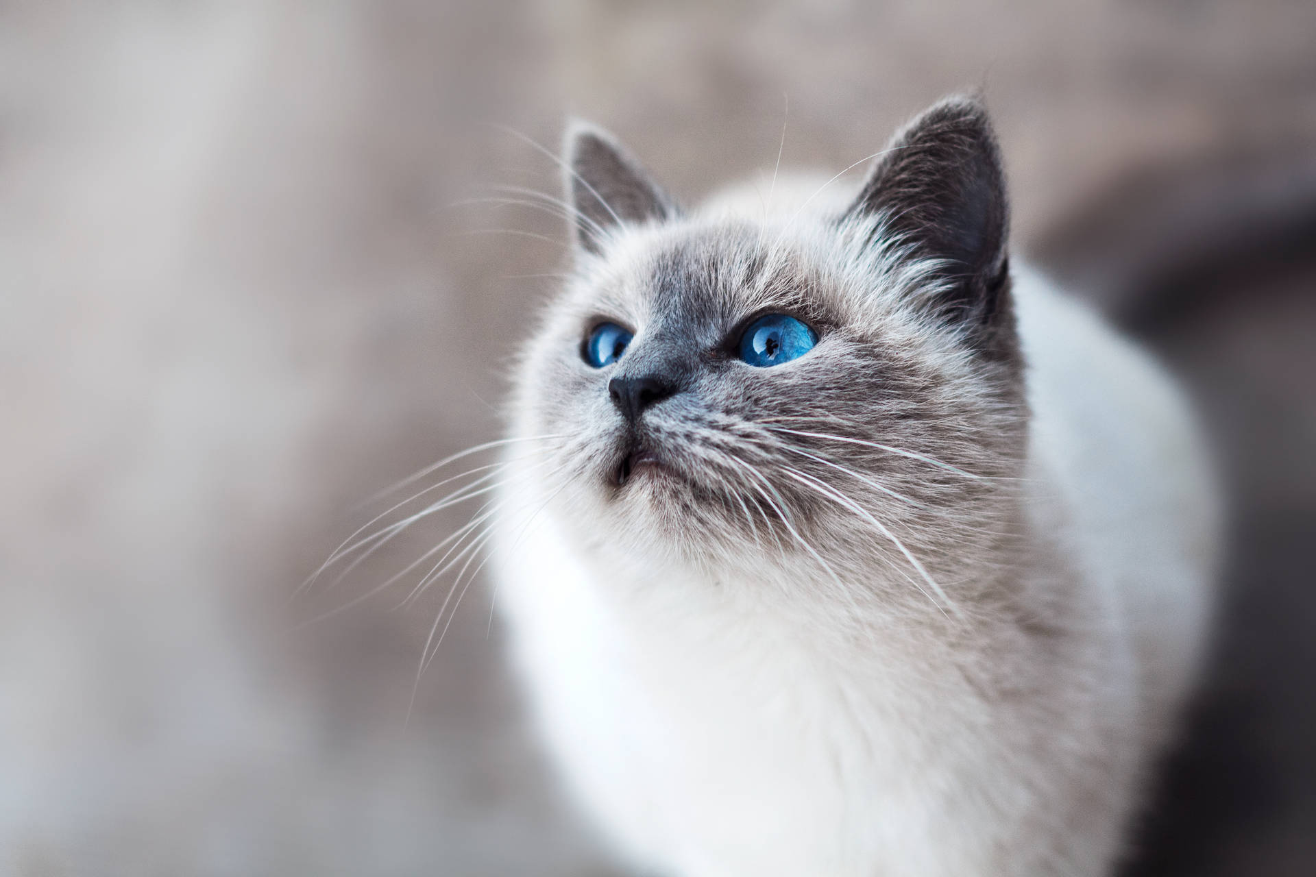 Elegant Feline In Soft Natural Light Background
