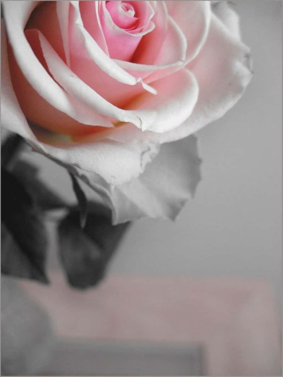Elegant Gray And Pink Abstract Wallpaper Background