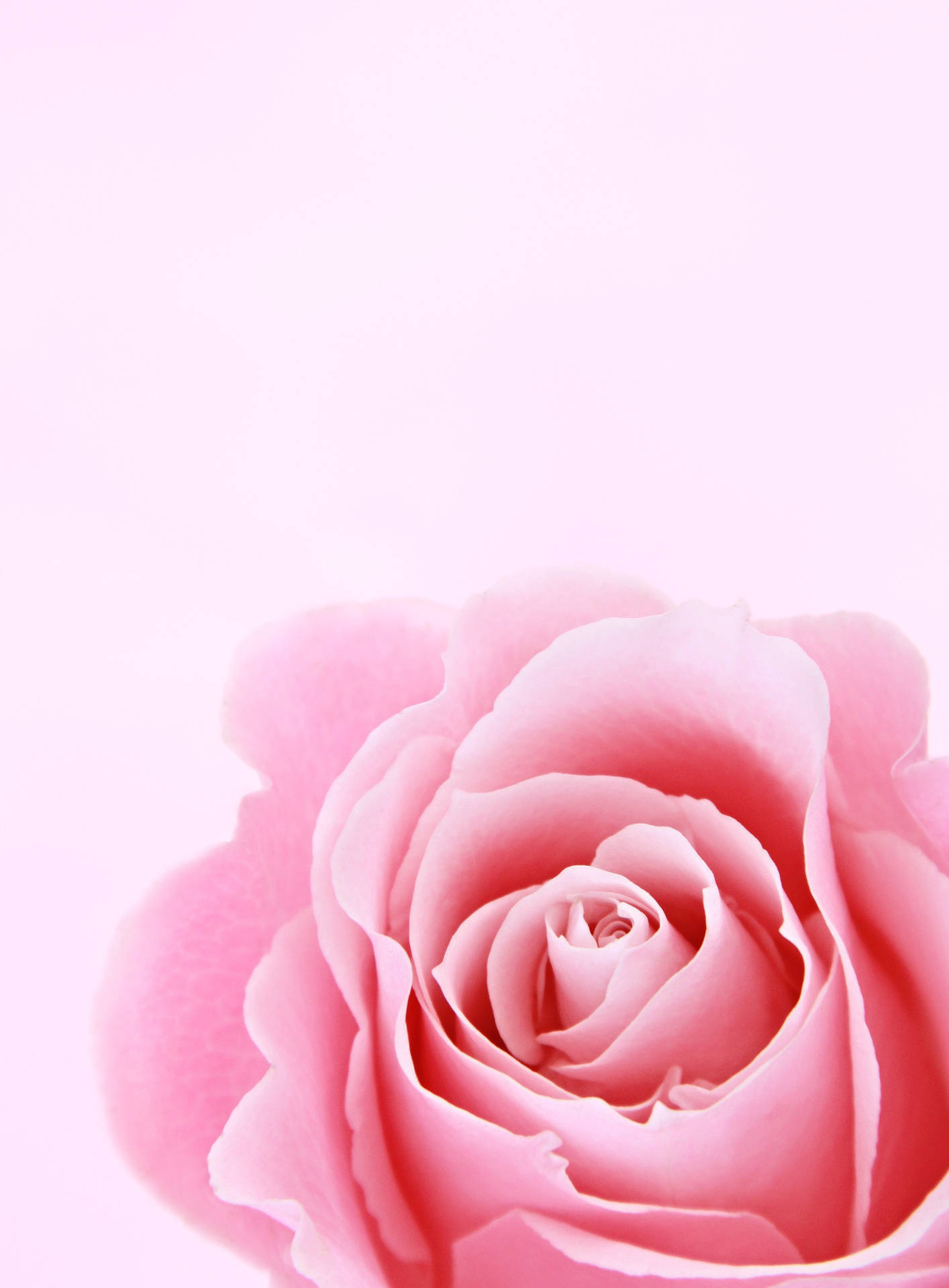Elegant Iphone Lock Screen With Soft Rose Design Background