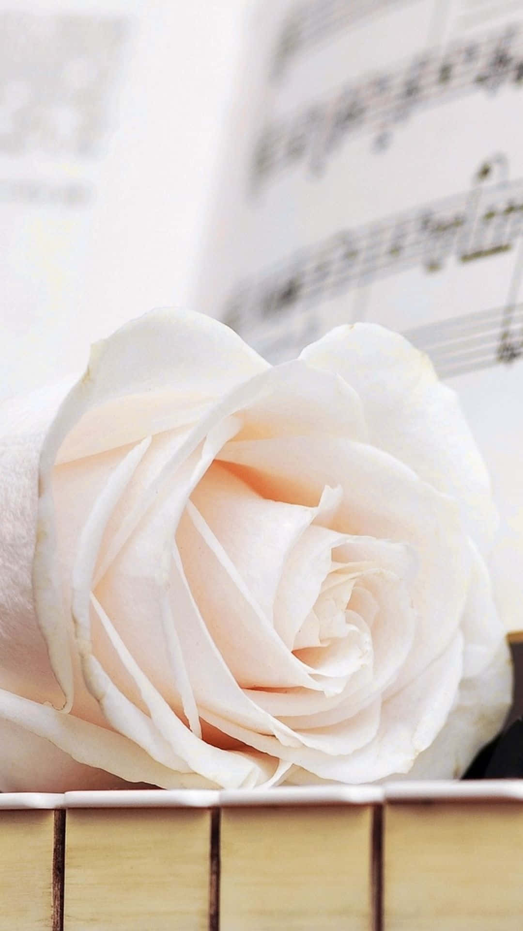 Elegant Iphone White Rose Close Up Shot Background