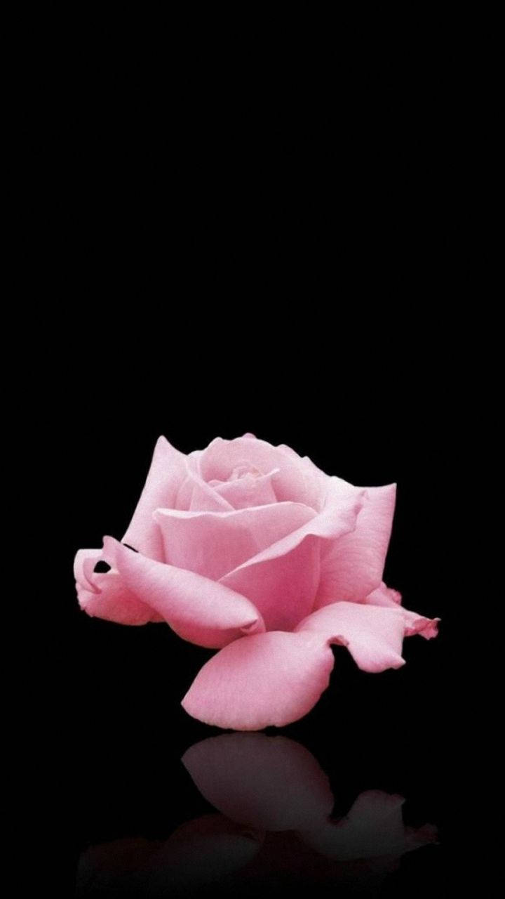 Elegant Lg Phone Alongside A Pink Rose Background
