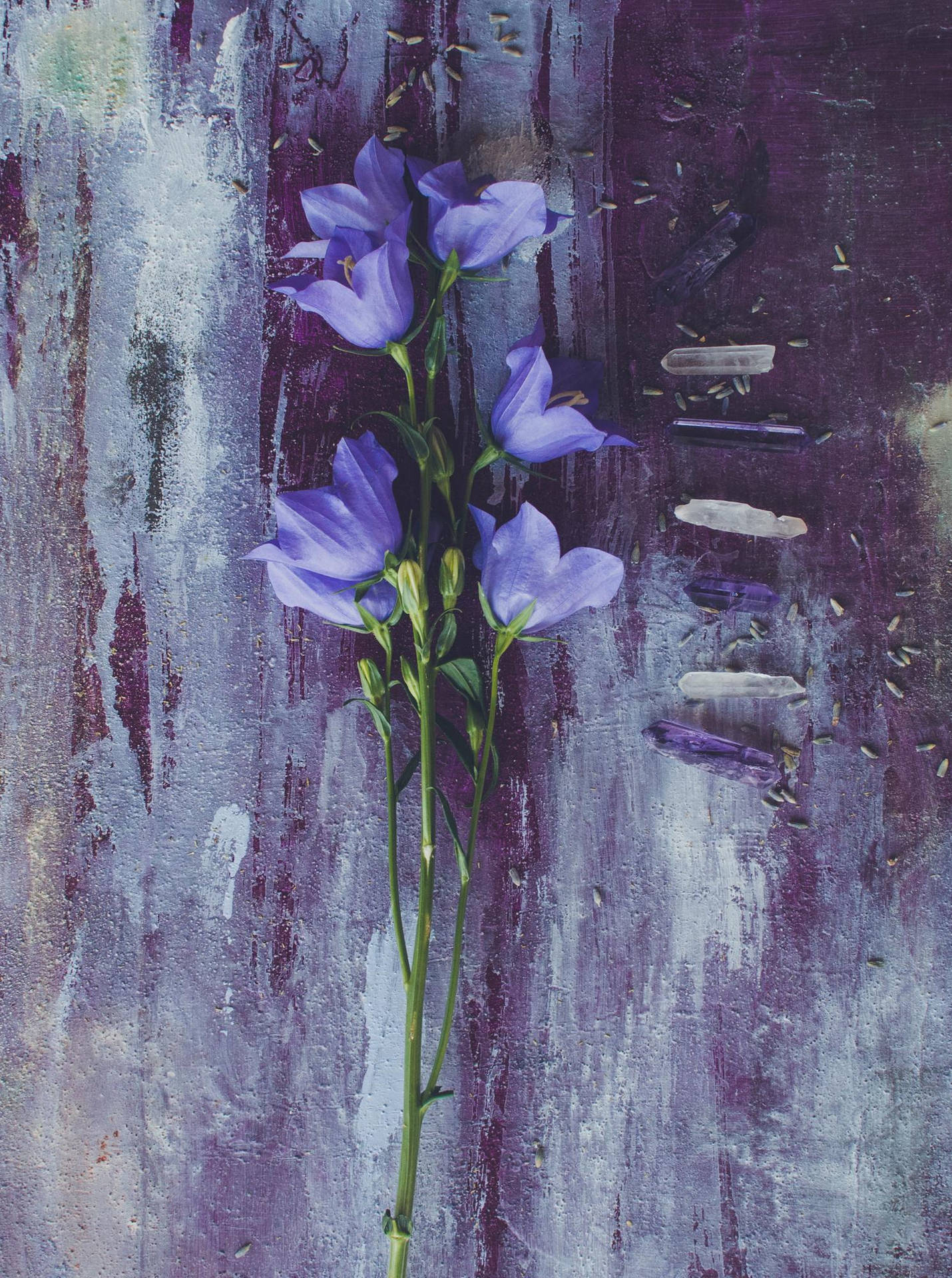 Elegant Light Purple Iphone With Bellflower Wallpaper Background