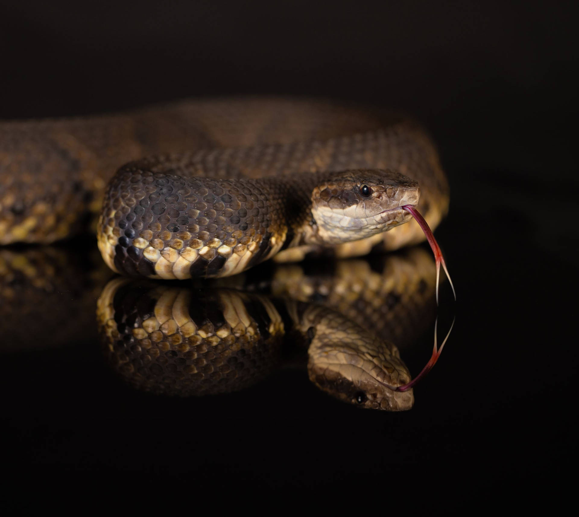 Elegant Looking Cottonmouth With Tongue Out