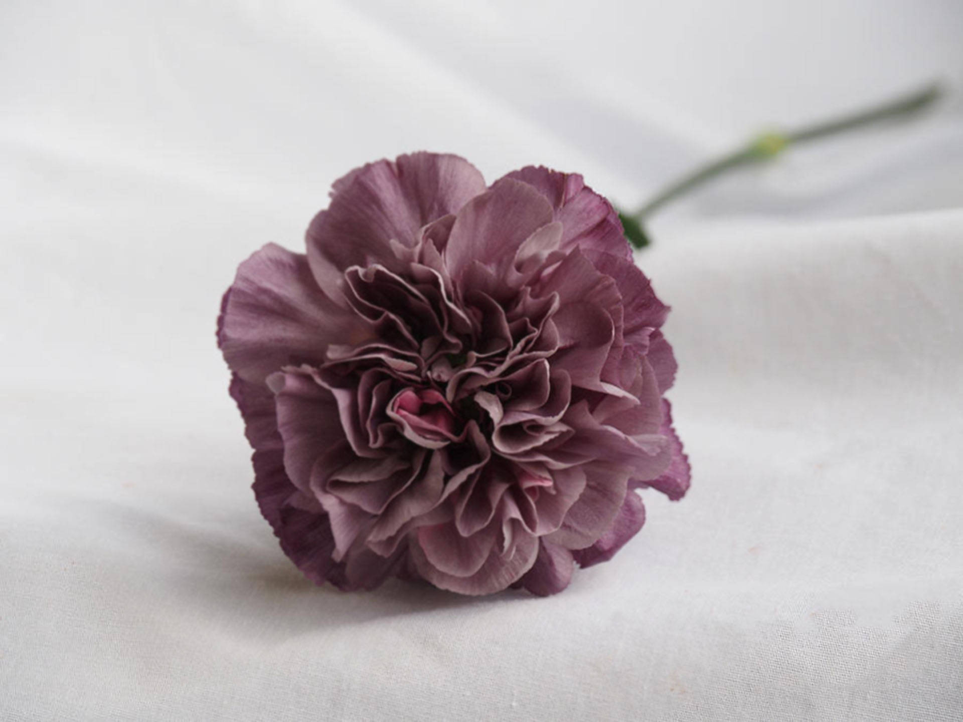 Elegant Mauve Carnation Background