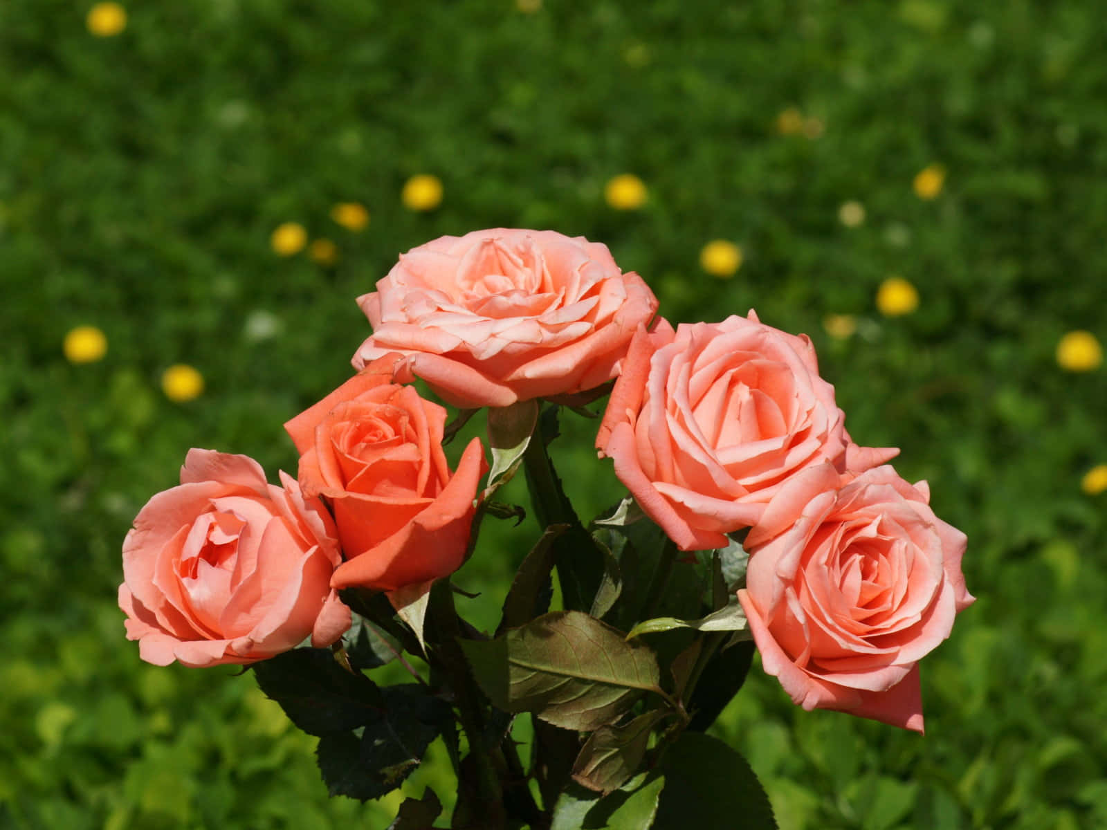 Elegant Pale Orange Rose Bouquet