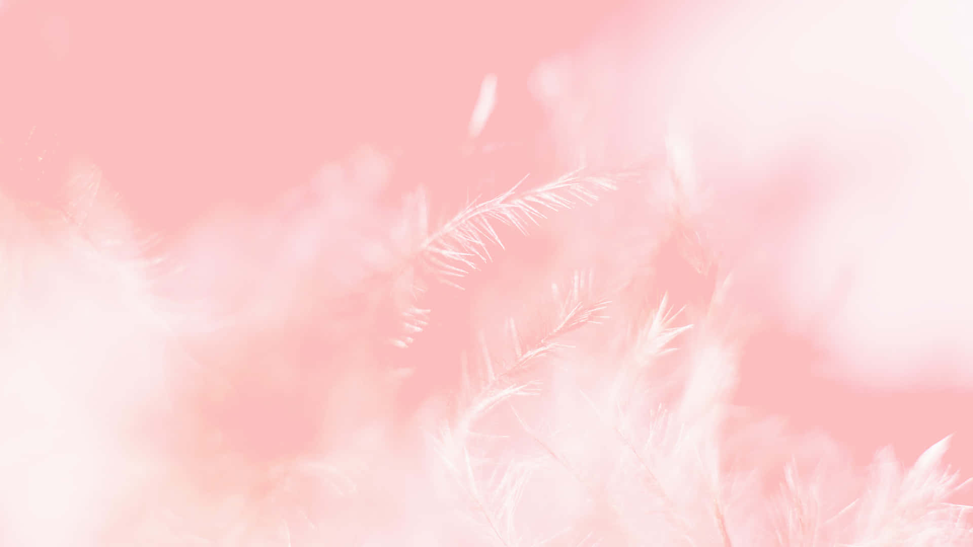 Elegant Pink Background Wallpaper
