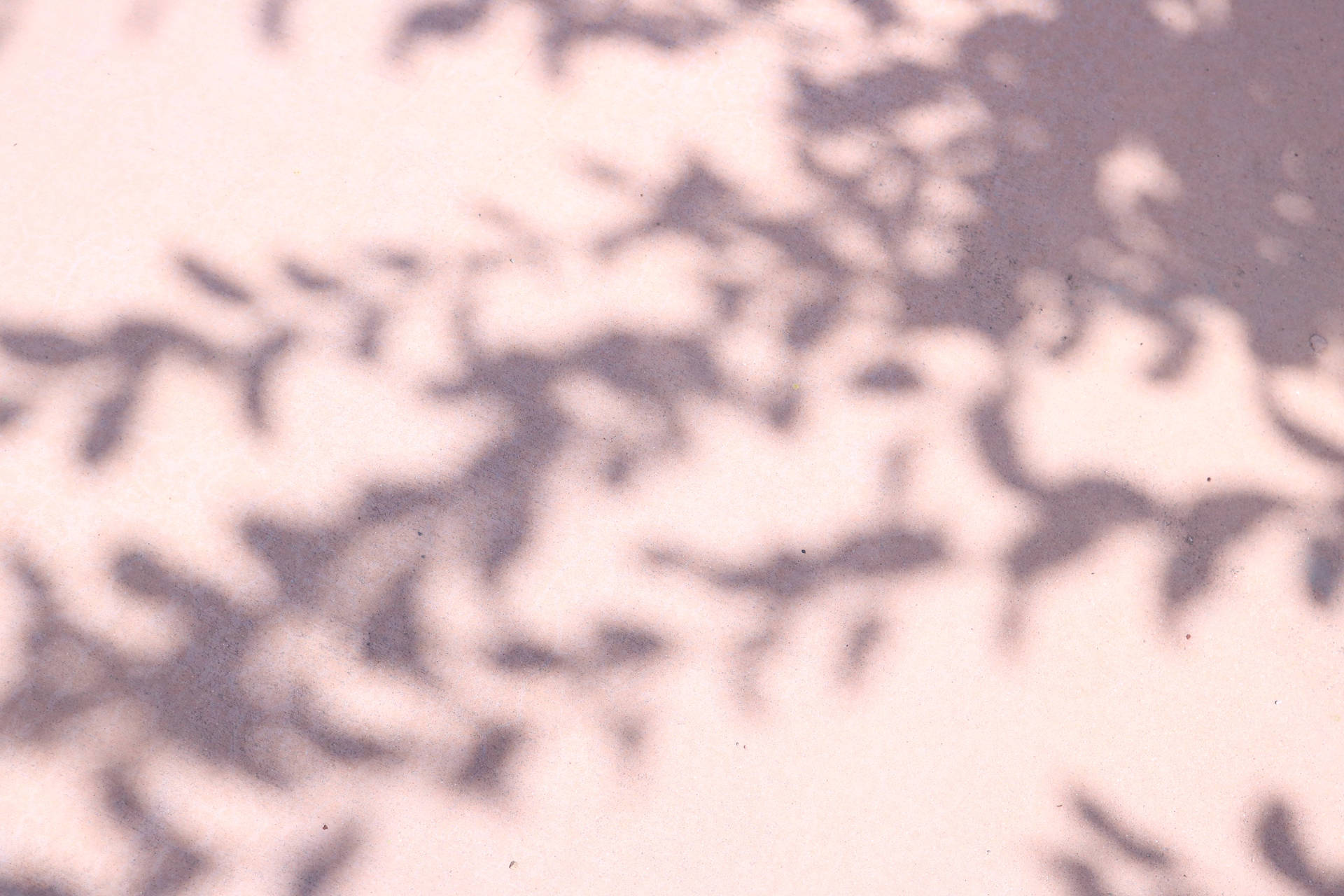 Elegant Pink Concrete Texture Accentuated By Tree Shadow