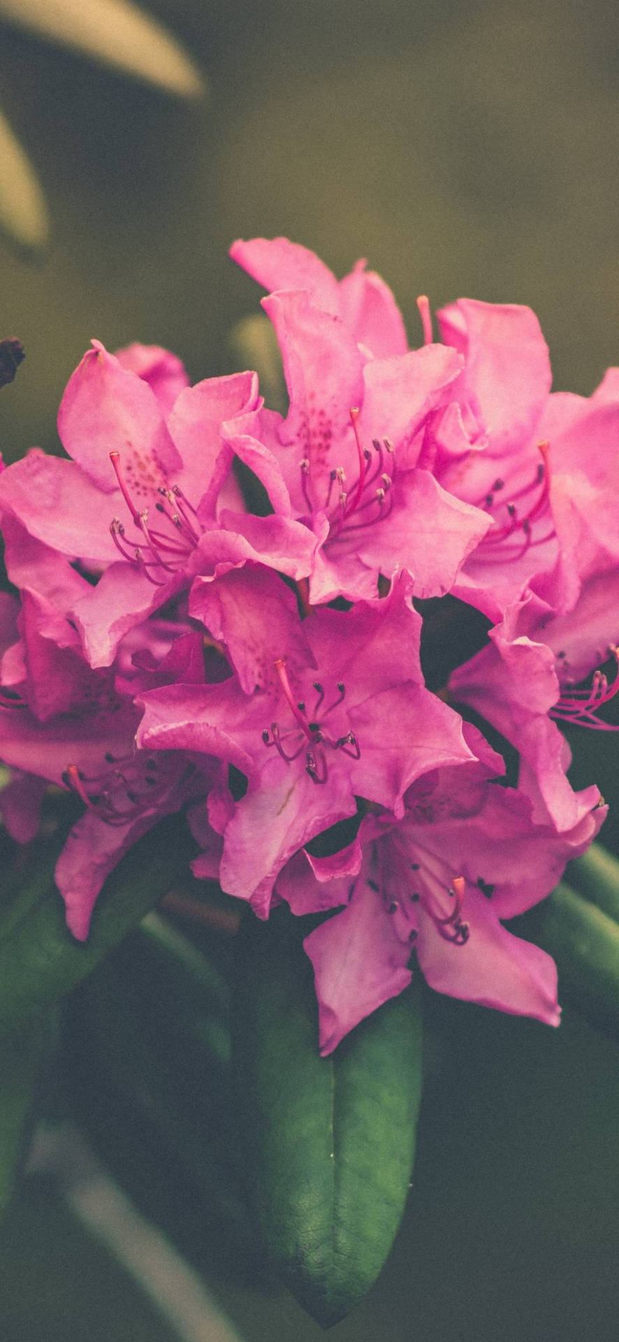 Elegant Pink Rhododendron Blooming On Phone Wallpaper Background