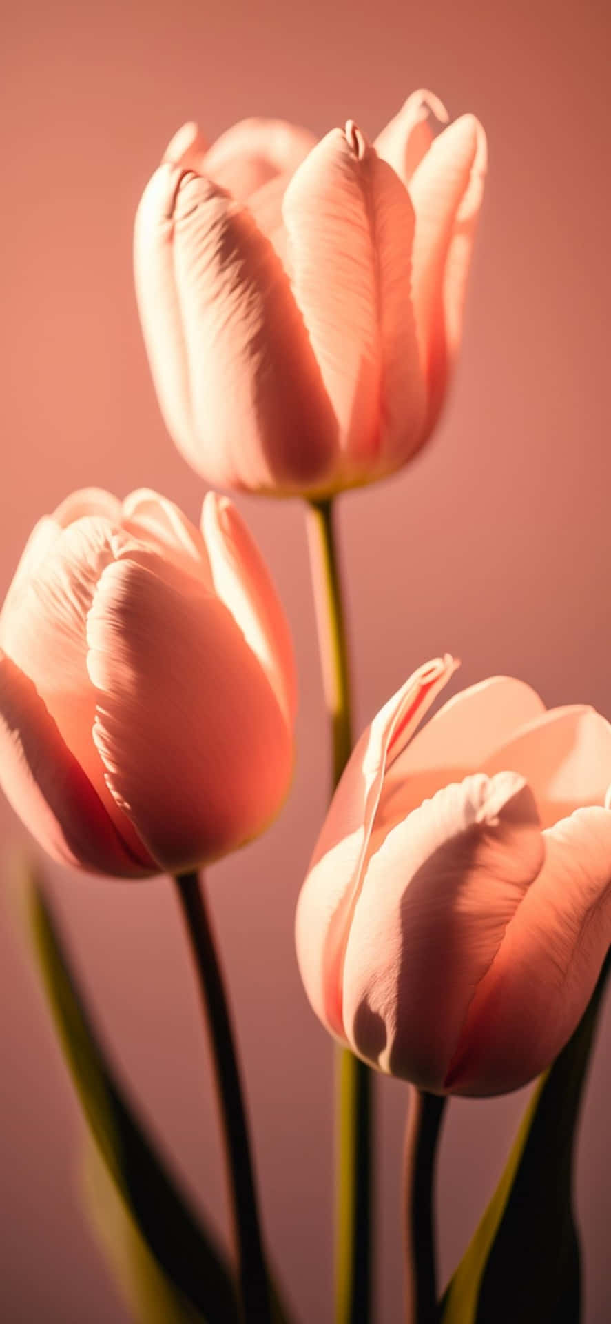 Elegant Pink Tulips Portrait Background
