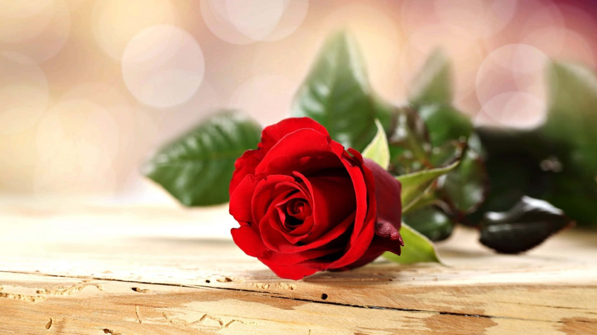 Elegant Red Roseon Wooden Table H D Background