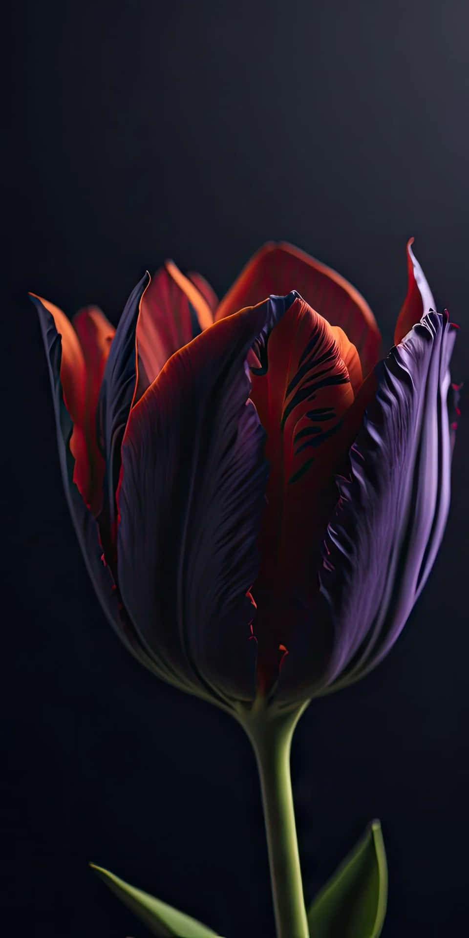 Elegant Red Tulip Dark Background.jpg Background
