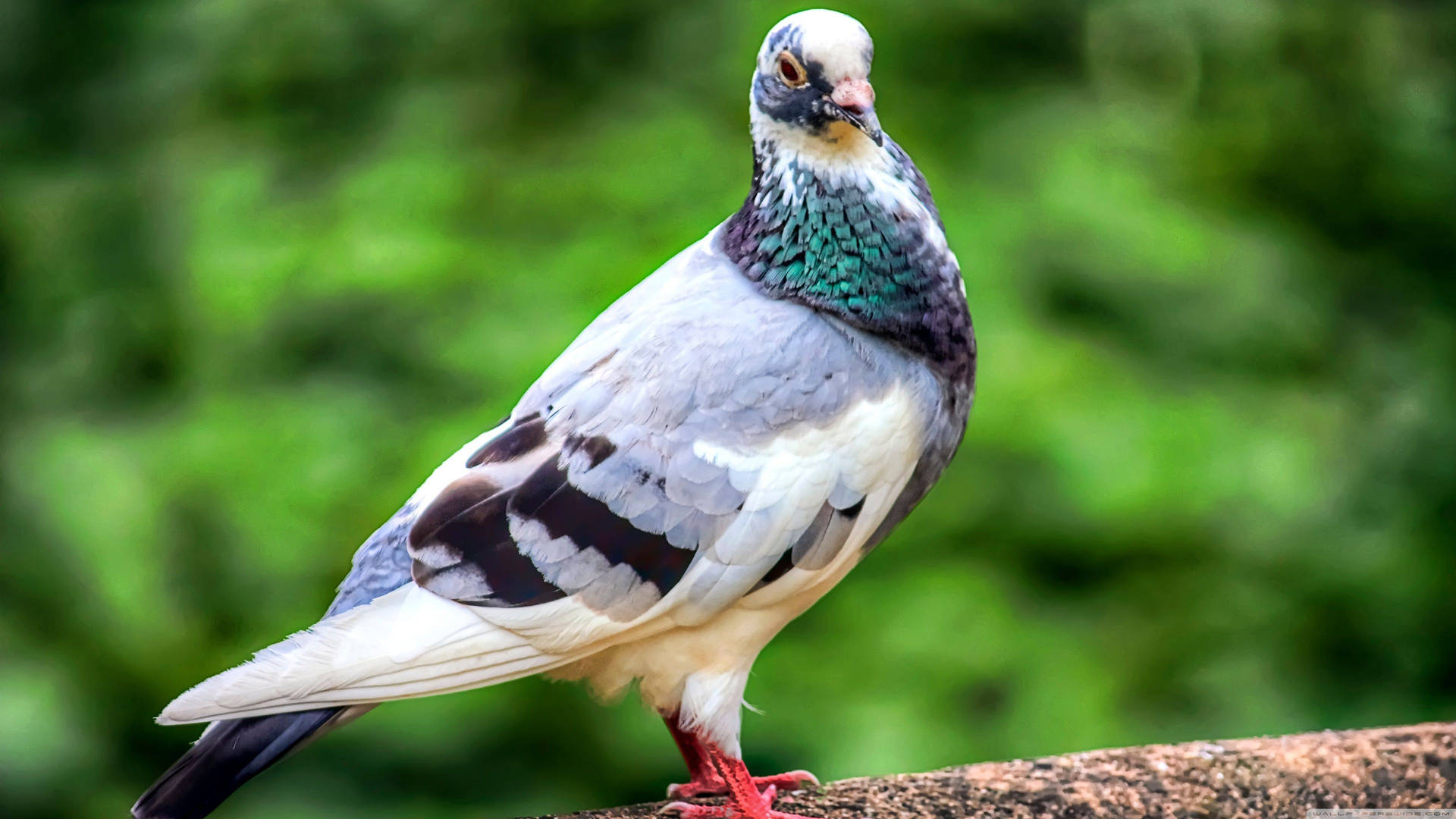 Elegant Standing Homing Pigeon Bird Background