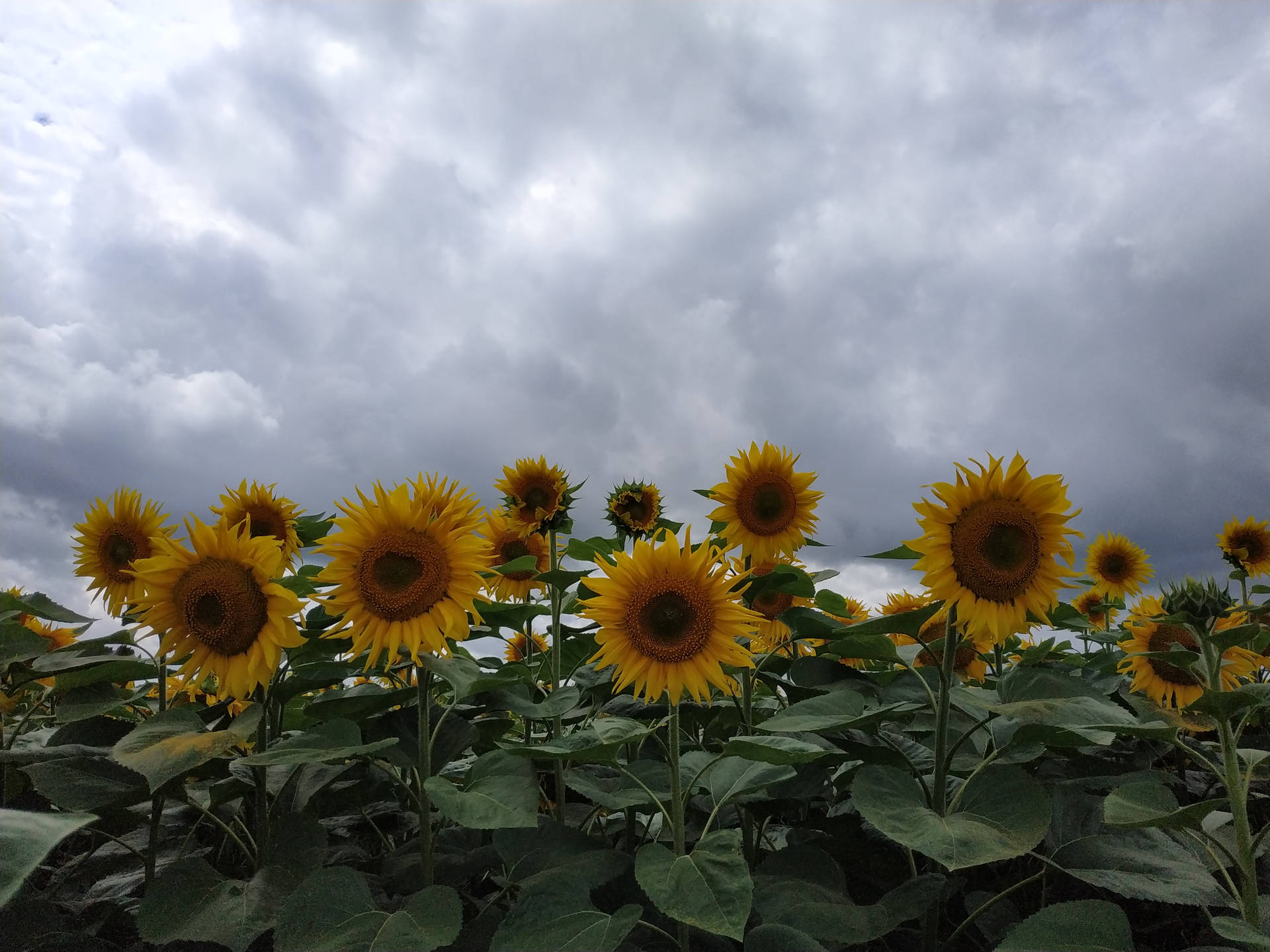 Elegant Sunflower Aesthetic Under The Clouds