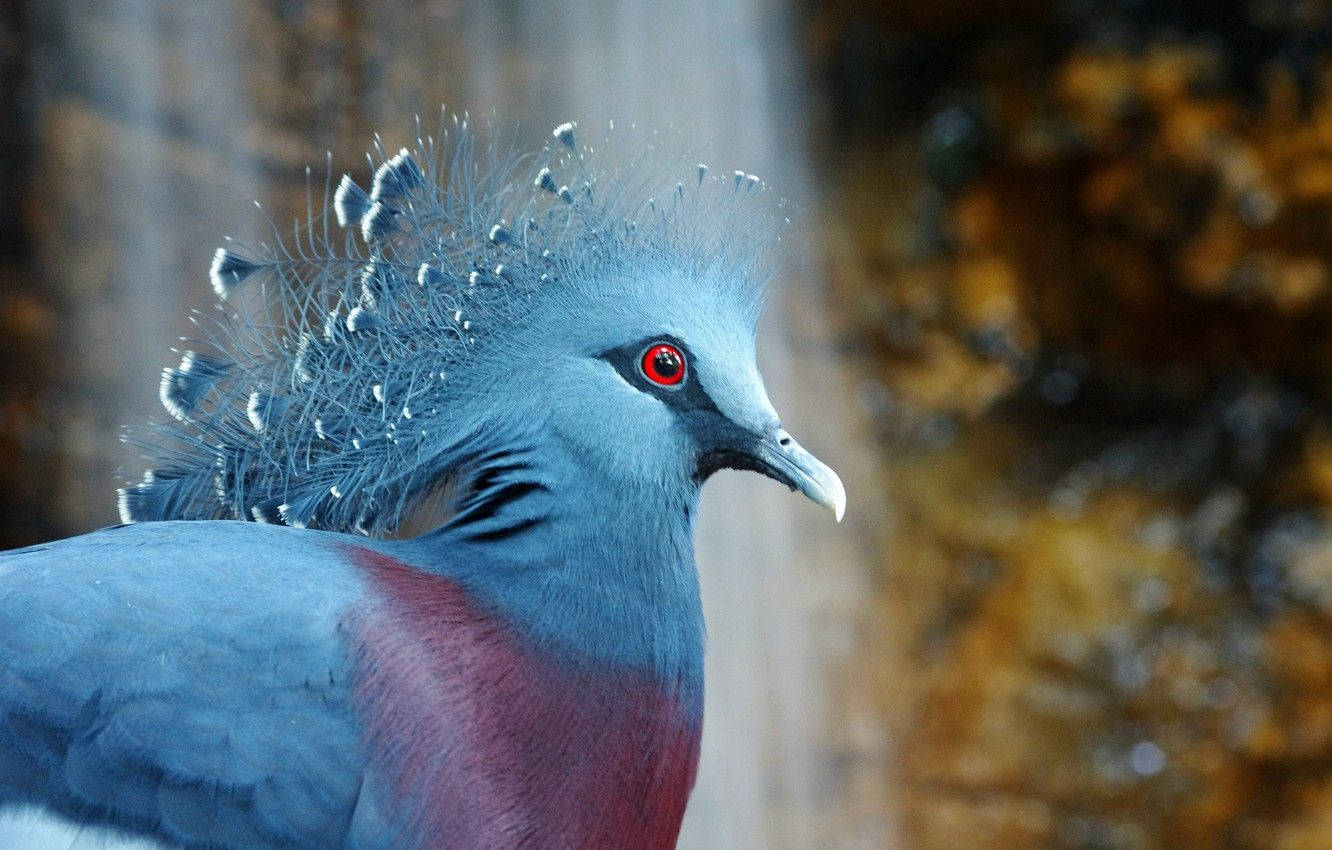 Elegant Victoria Crowned Pigeon Bird Background