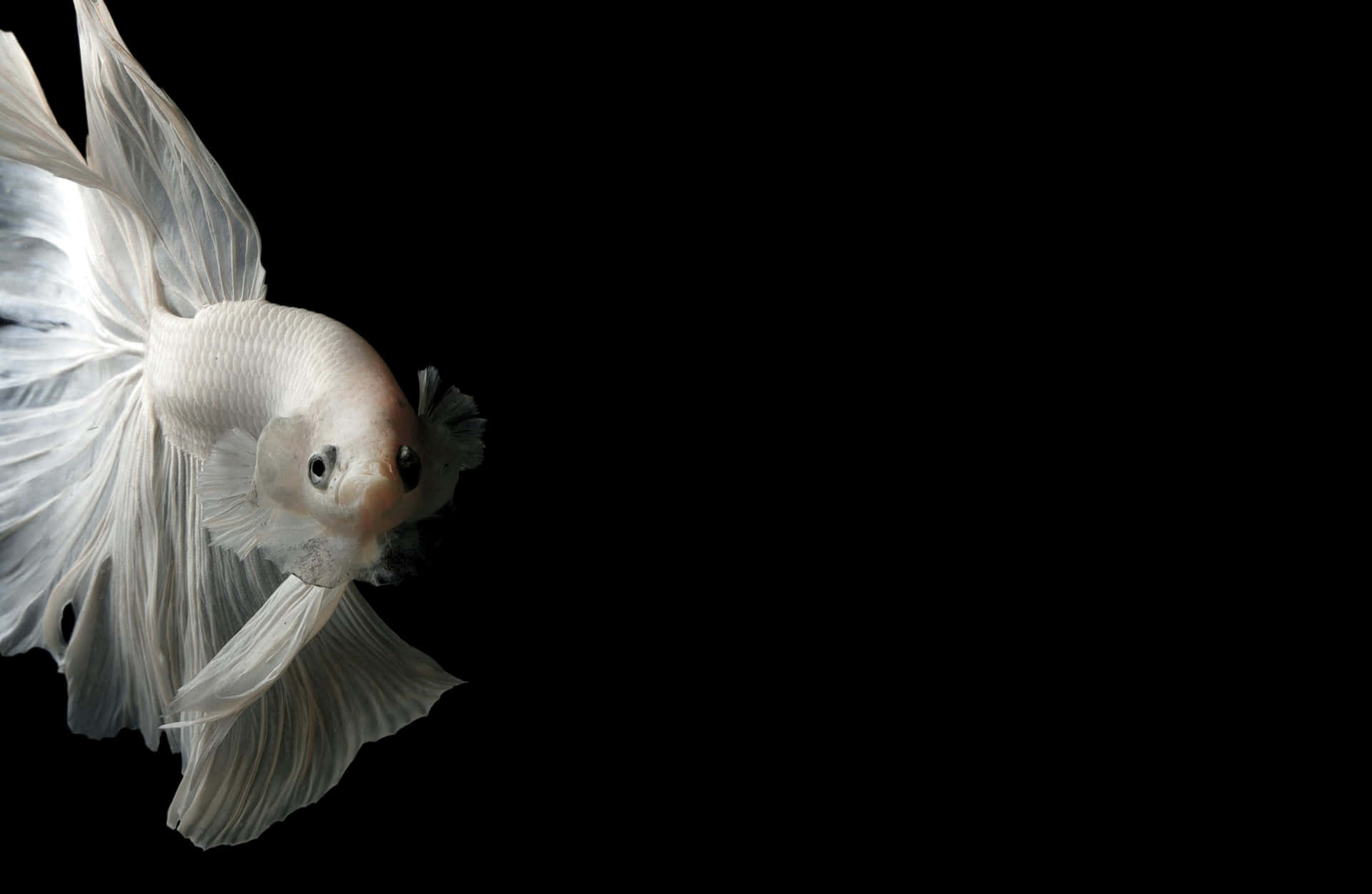 Elegant White Betta Fish Background