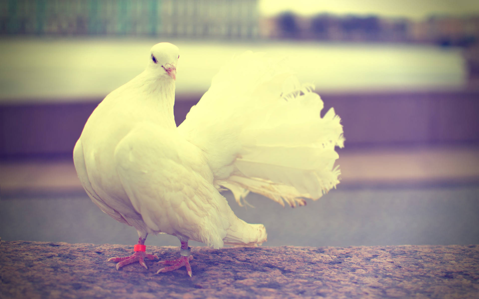 Elegant White Dove With Pastel Filter Background