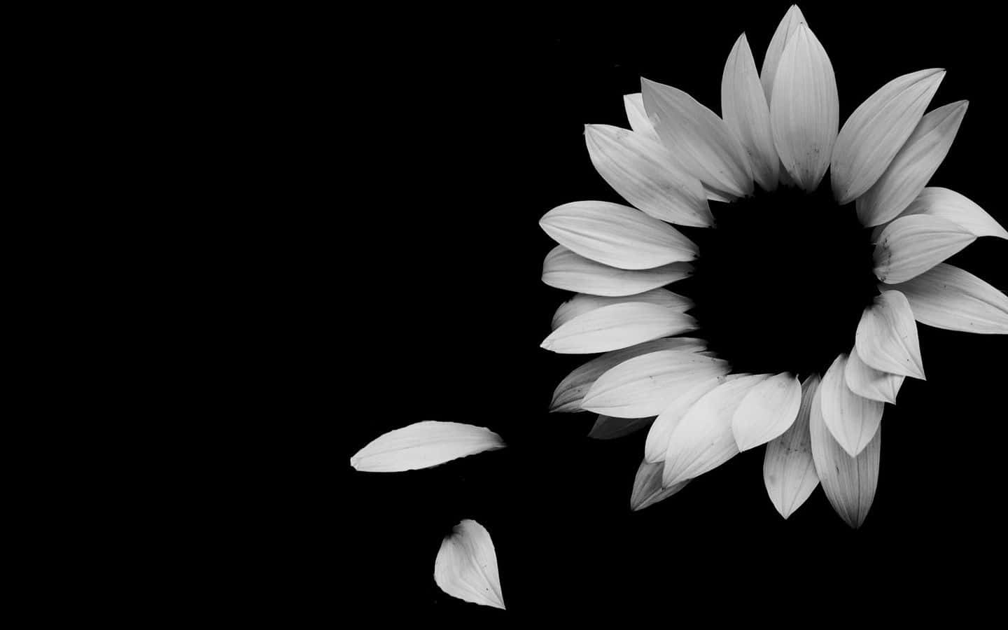 Elegant White Flower Dark Background Background