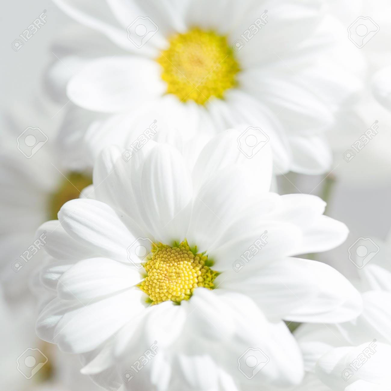 Elegant White Flower In Full Bloom