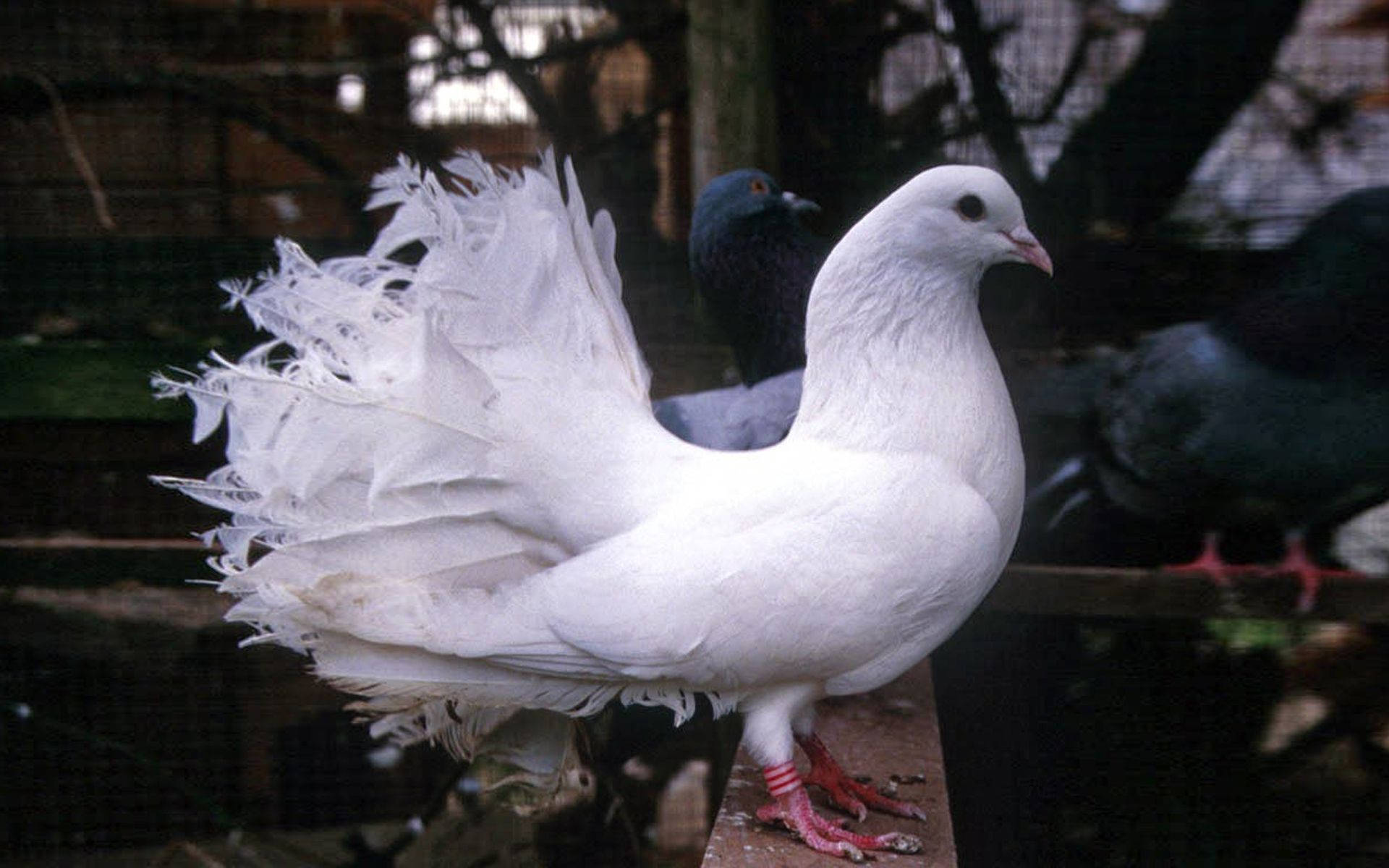 Elegant White Indian Fantail Pigeons Background