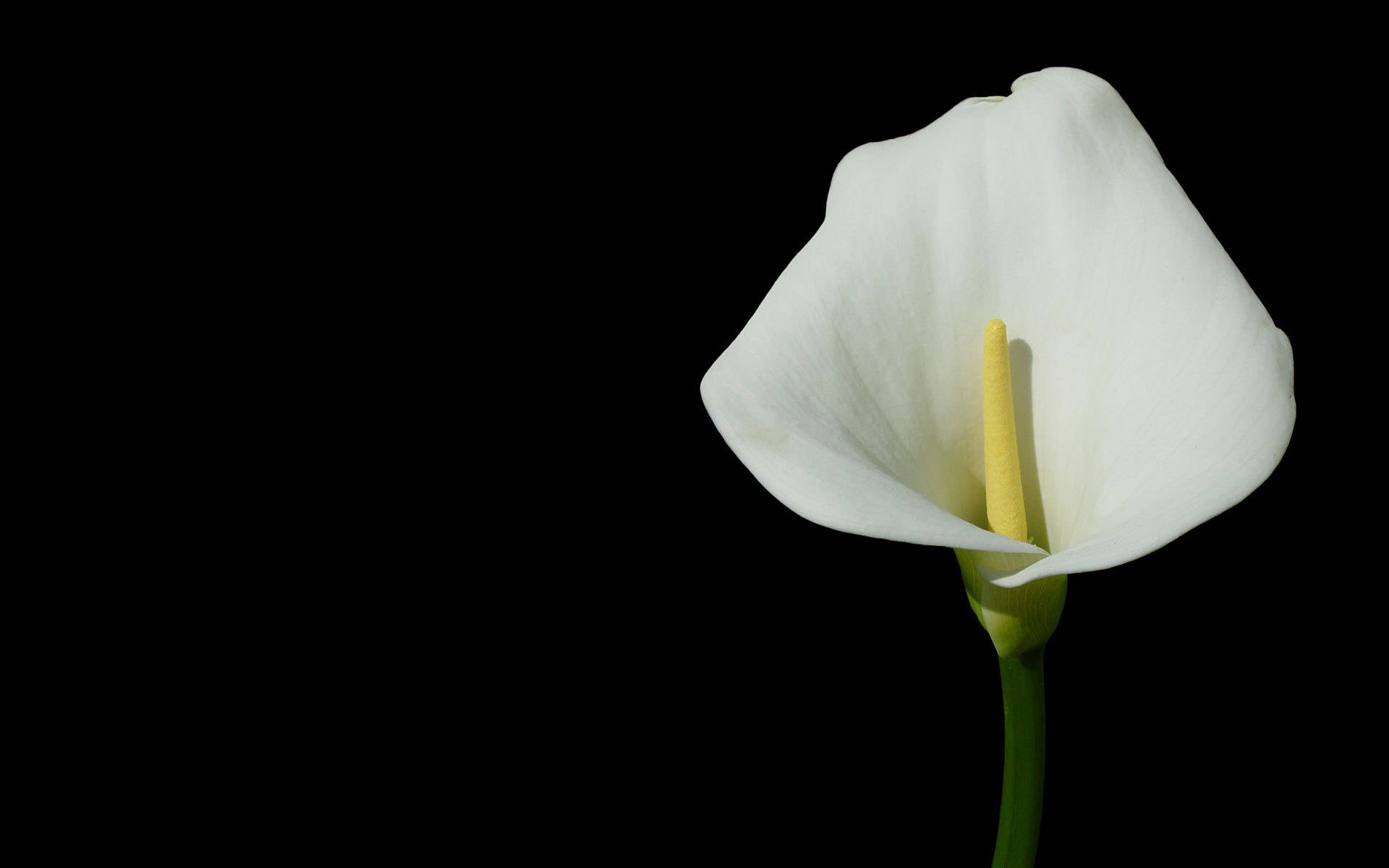 Elegant White Lily Background