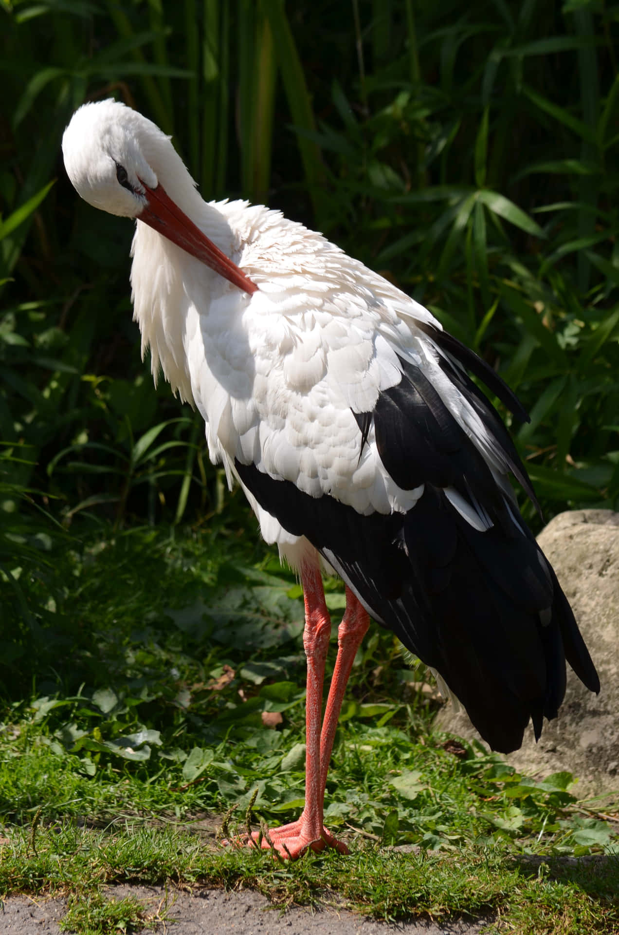 Elegant_ White_ Stork_ Preening.jpg Background