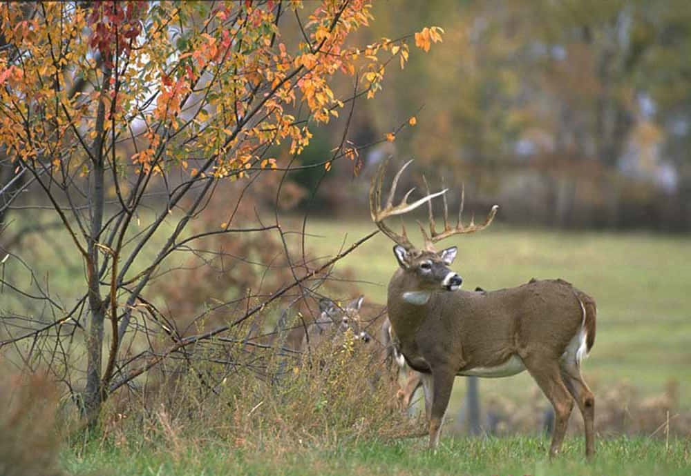 Elegant White-tailed Deer In Outdoor Setting Background