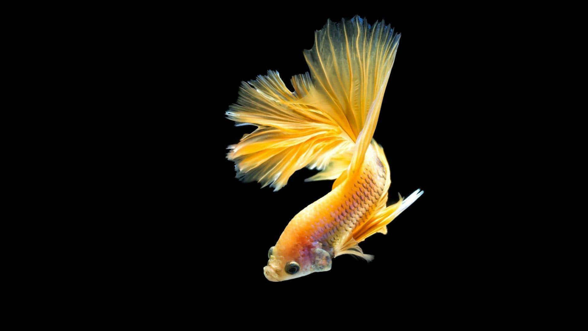 Elegant Yellow Betta Fish Background