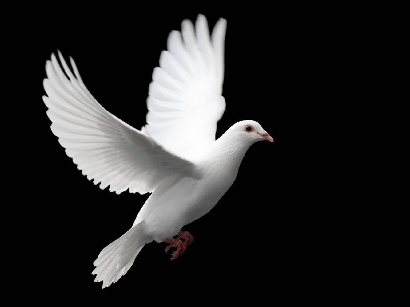 Elegantly Flying White Dove Bird Background