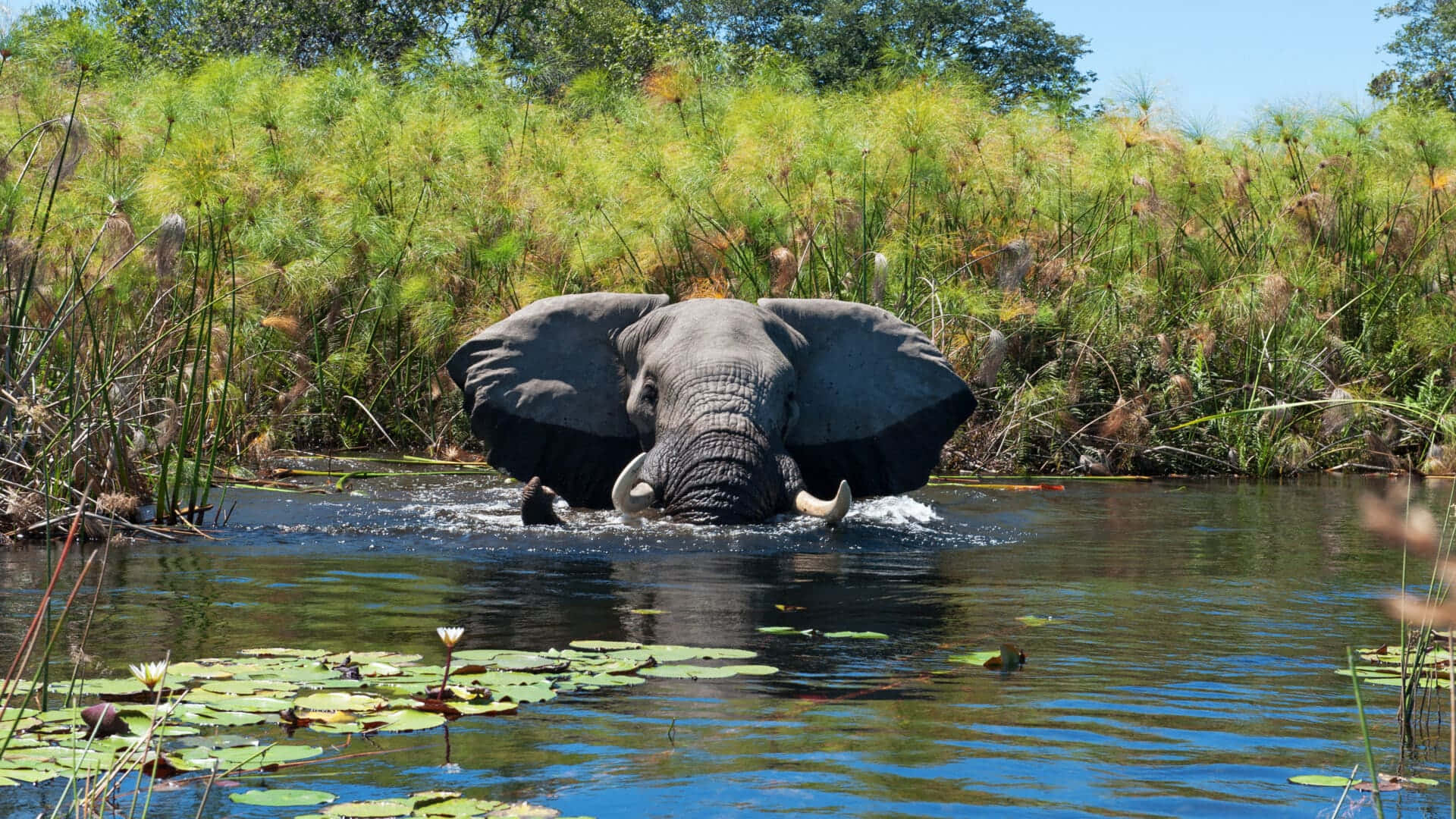 Elephant Bathing In The Okavango Delta Swamp Background