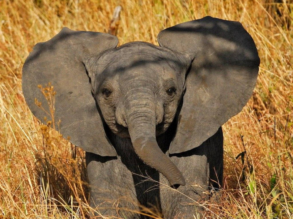 Elephant Calf Under Sunlight