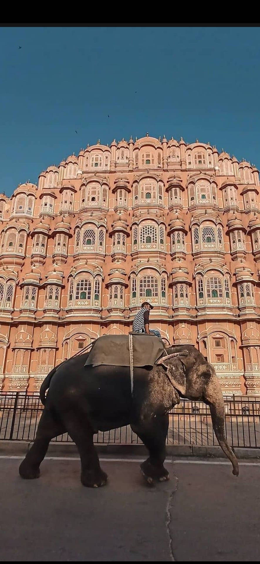 Elephant Crossing Hawa Mahal Jaipur Background