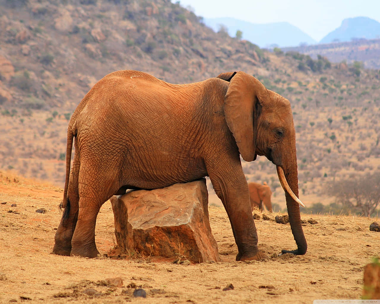 Elephant Cruising On A Laptop Background