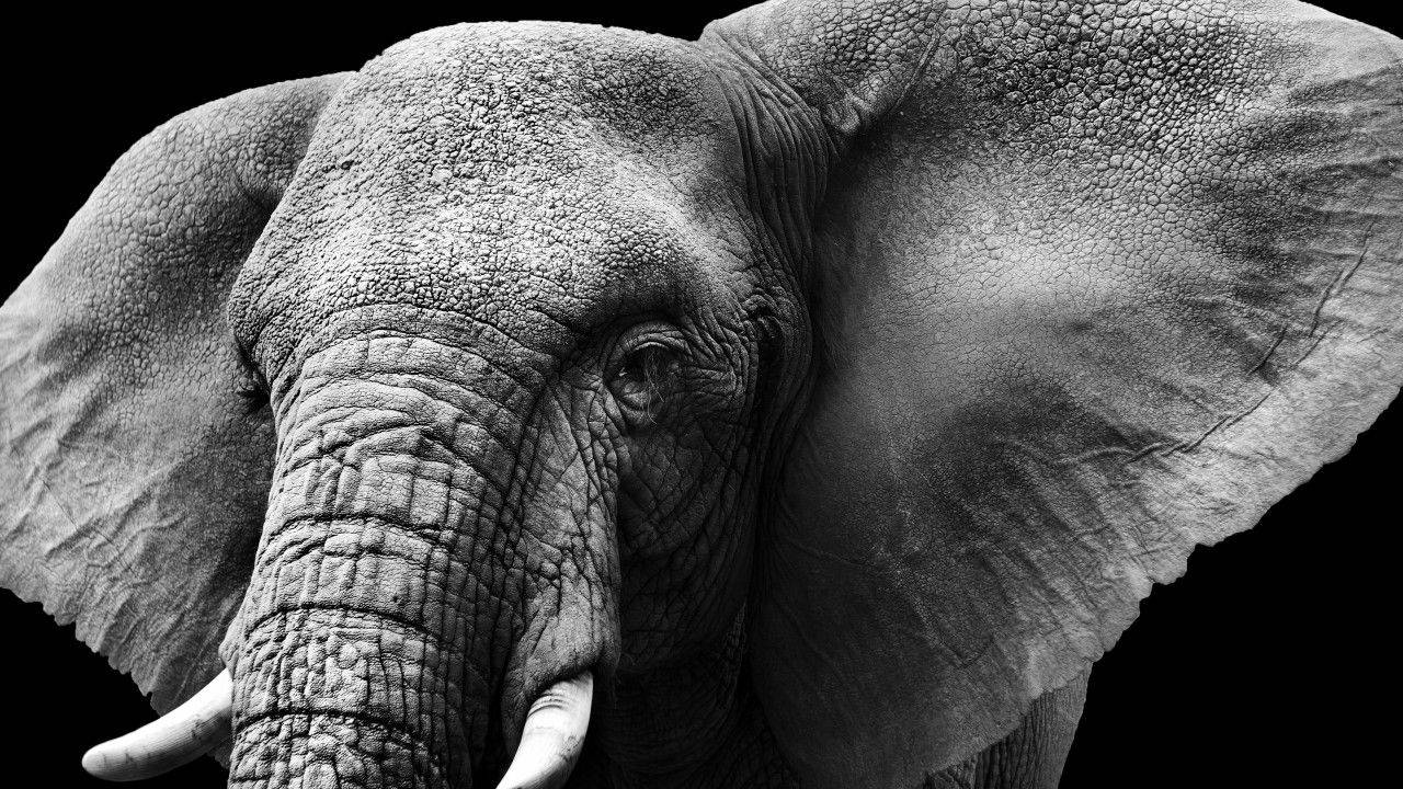 Elephant Dark Background