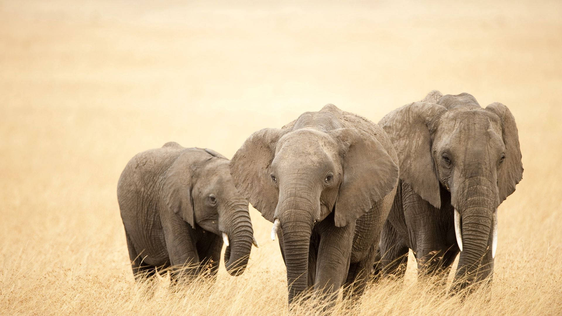 Elephant Family Roaming In A Grassy Field Background