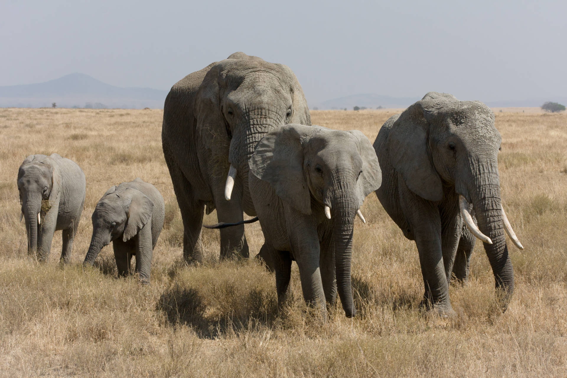 Elephant Family Walking Background